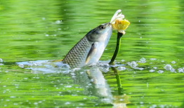 鱼儿视频,探索水下世界的精彩瞬间